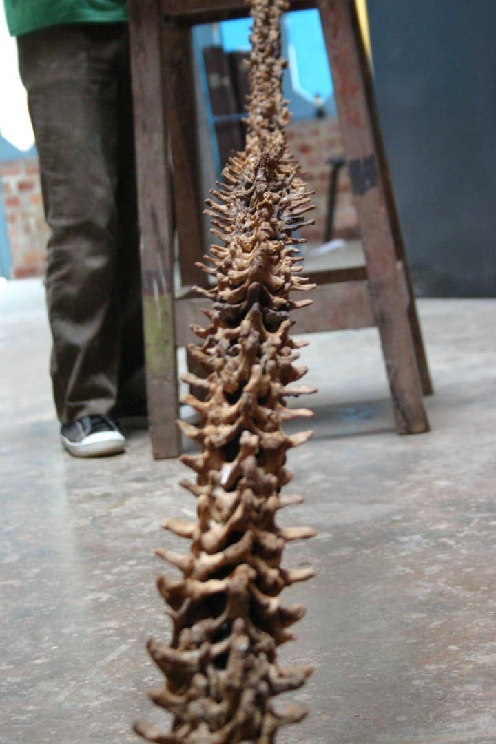 hector's work